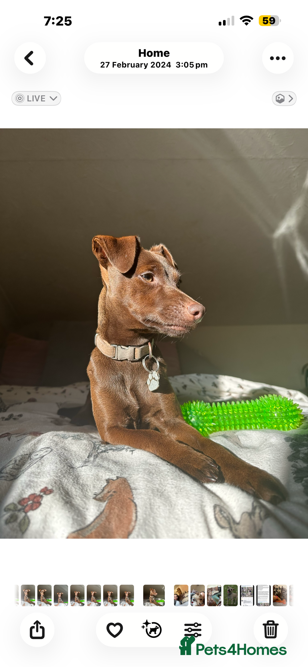 Jack Russell dogs for sale: Beautiful Jack Russell Puppies  - Image 2