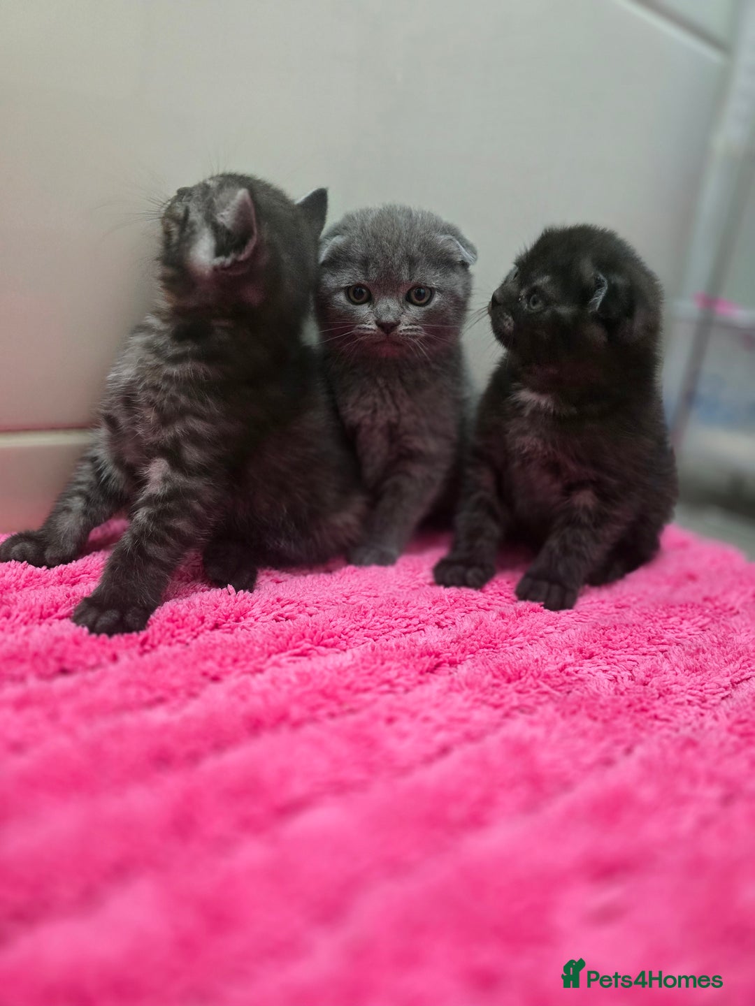 Scottish Fold cats for sale: Beautiful 😍 Scottish Fold/Straight kittens  - Advert 3