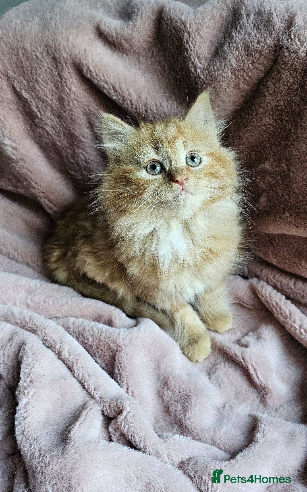 Maine Coon cats for sale: Half Maine Coon kittens - Advert 4