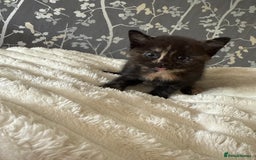 Domestic Shorthair cats for sale: 2 fluffy boys left - Image 4