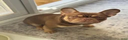 French Bulldog dogs for stud: 🤎🌟Rojo Chocolate & Cherry Tan KC Stud 🌟🤎 - Advert 4