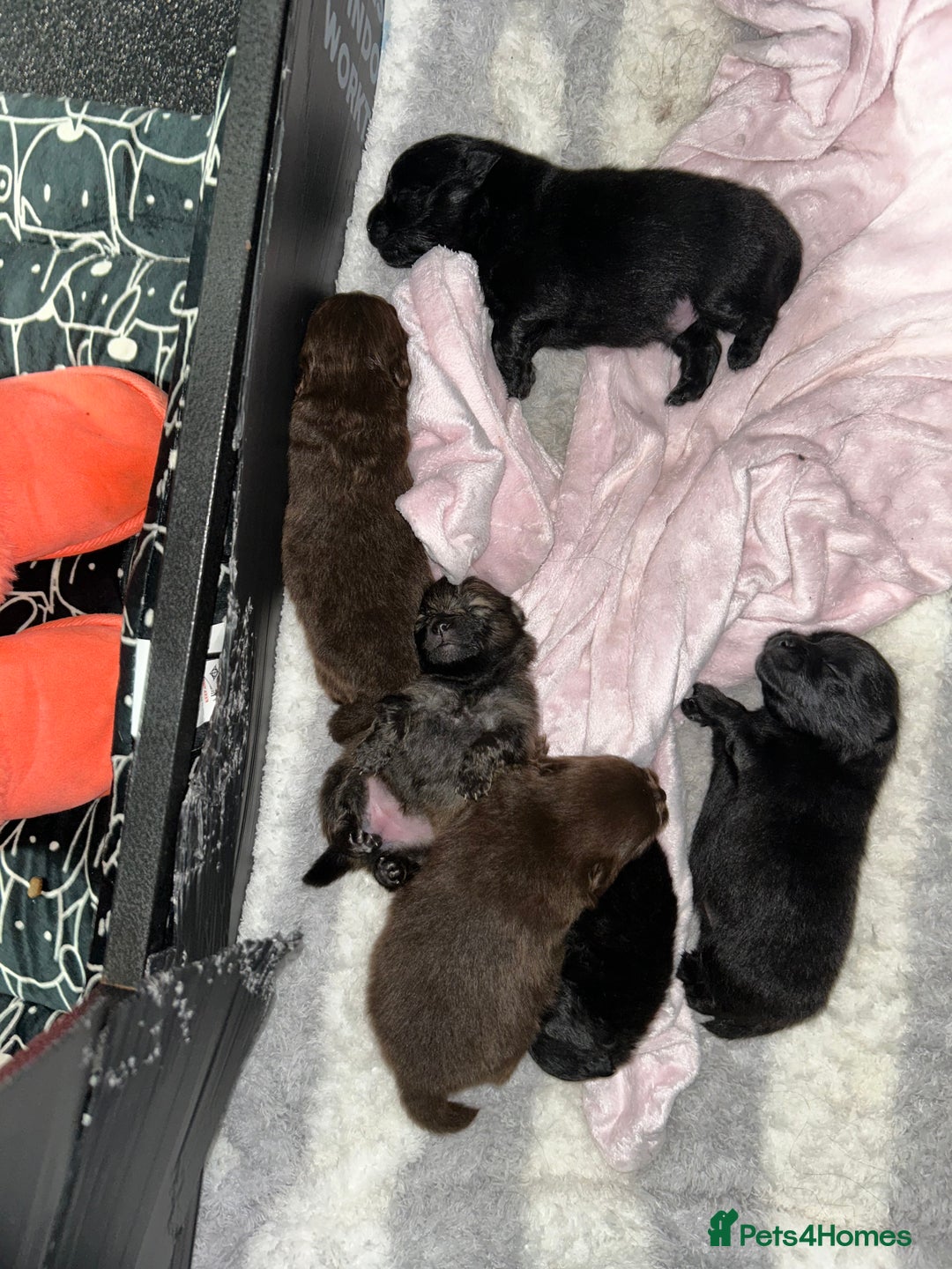 Pomeranian dogs for sale: Purebred fluffy Pomeranian puppies mum Russian! - Advert 23