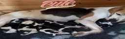 Beagle dogs for stud: Proven Beagle stud Dog, Ozzy in Newtown - Advert 4
