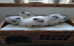 Ragdoll cats for sale: Blue point Ragdoll kittens  - Image 3