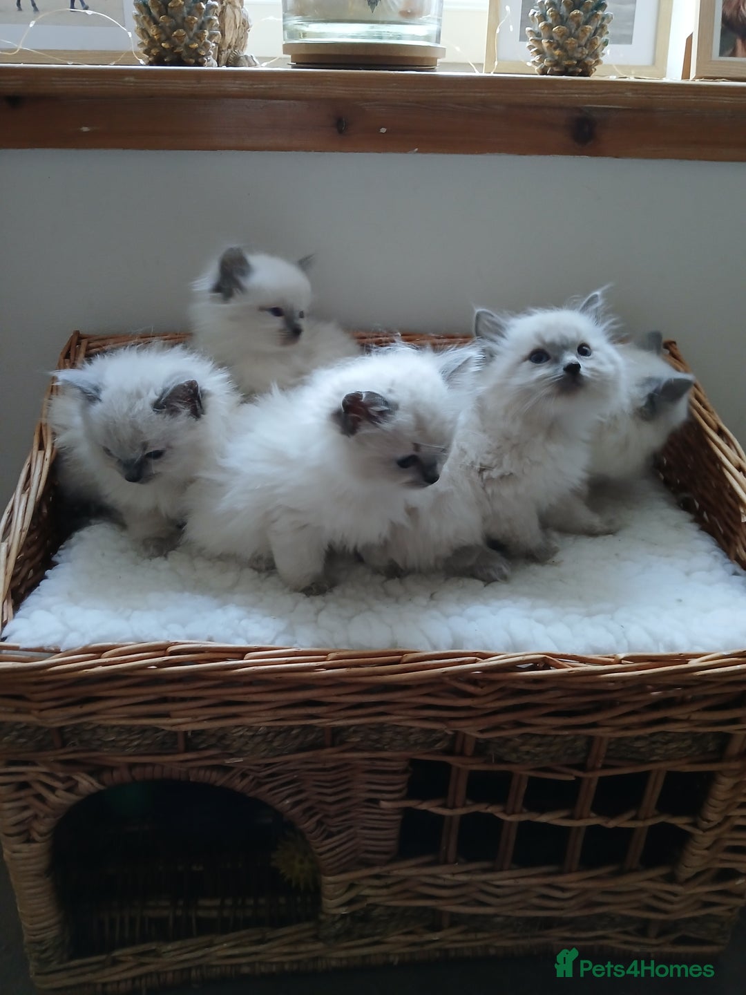 Ragdoll cats for sale: Blue point Ragdoll kittens  - Image 3
