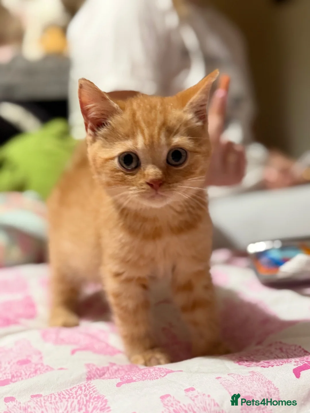 British Shorthair cats for sale: Rare Red British Shorthair Kittens - Advert 1