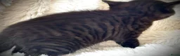 Mixed Breed cats for sale: 🐾 Beautiful Baby Kittens - Ragdoll x Bengal 🐾 - Advert 14