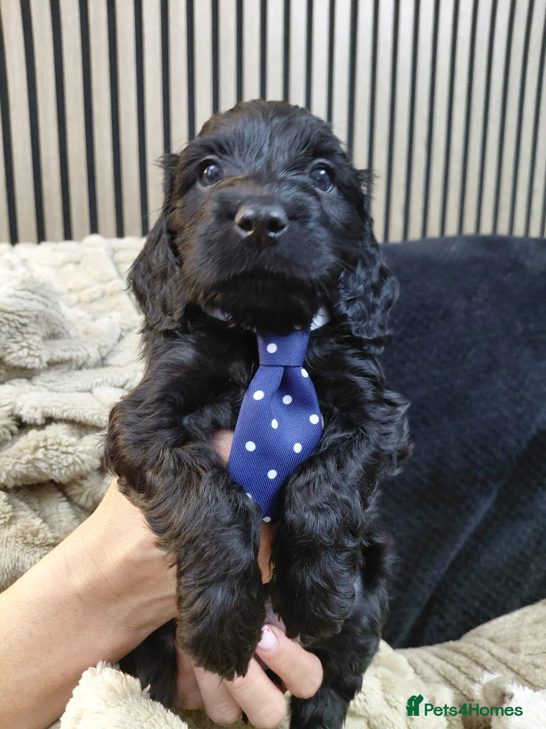Cockapoo dogs for sale: Stunning cockerpoos in Barnsley - Advert 2