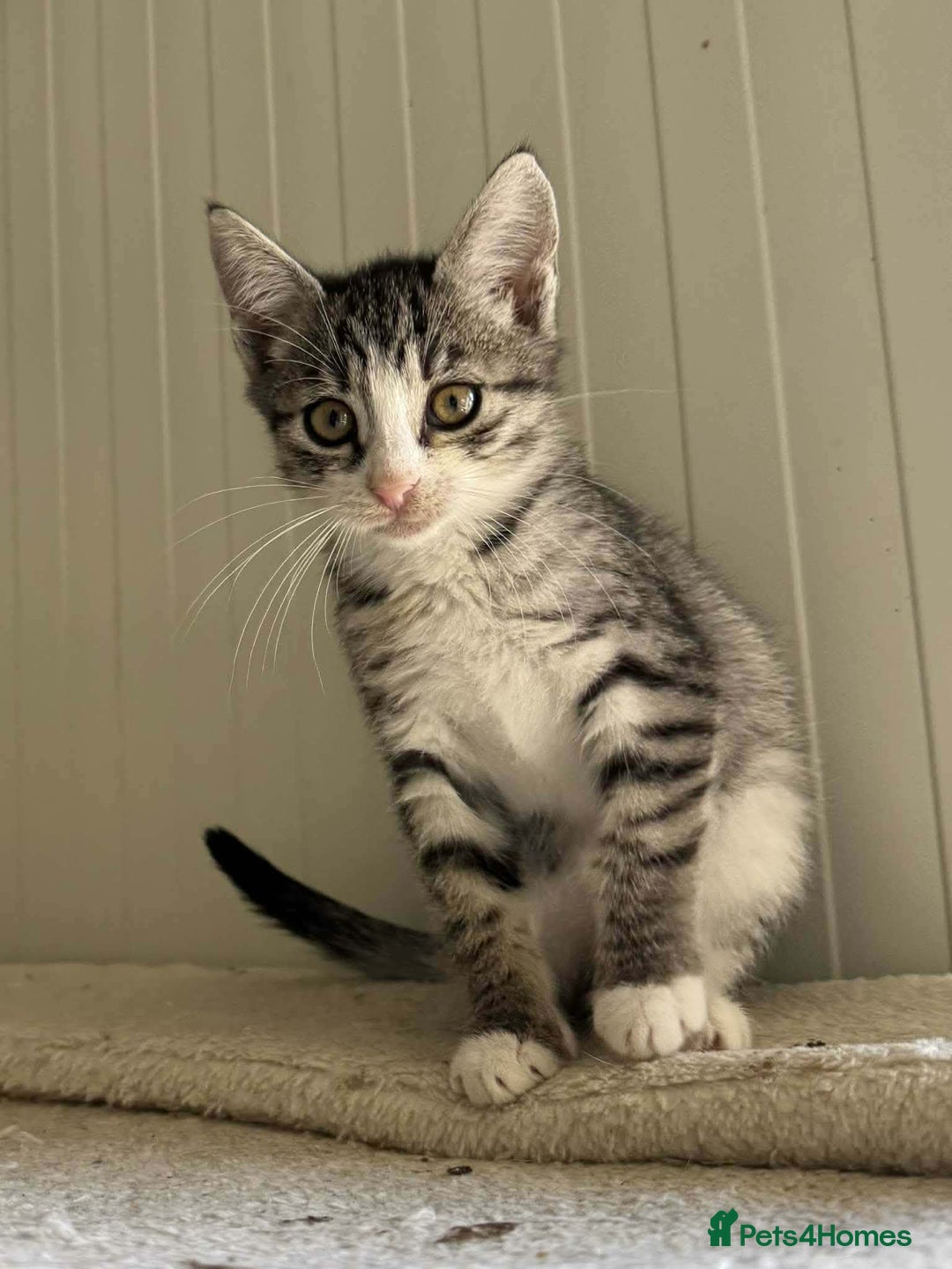 Mixed Breed cats for adoption: River - Norwich Norfolk  - Advert 1