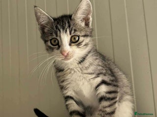 Mixed Breed cats River - Norwich Norfolk - Advert 6