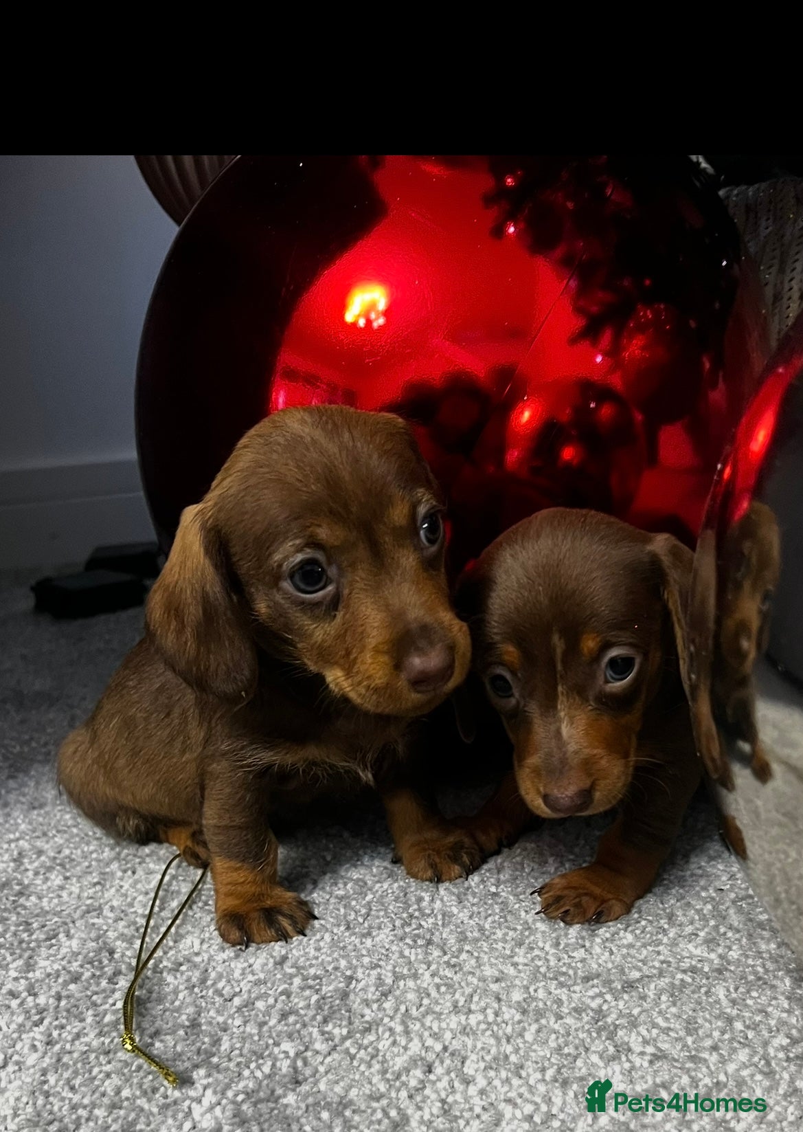 Miniature Dachshund dogs miniature dachshund - Advert 4