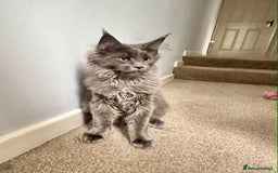 Maine Coon cats for sale: Stunning Maine Coon Kittens (Tica Registered)  in Colchester - Image 19