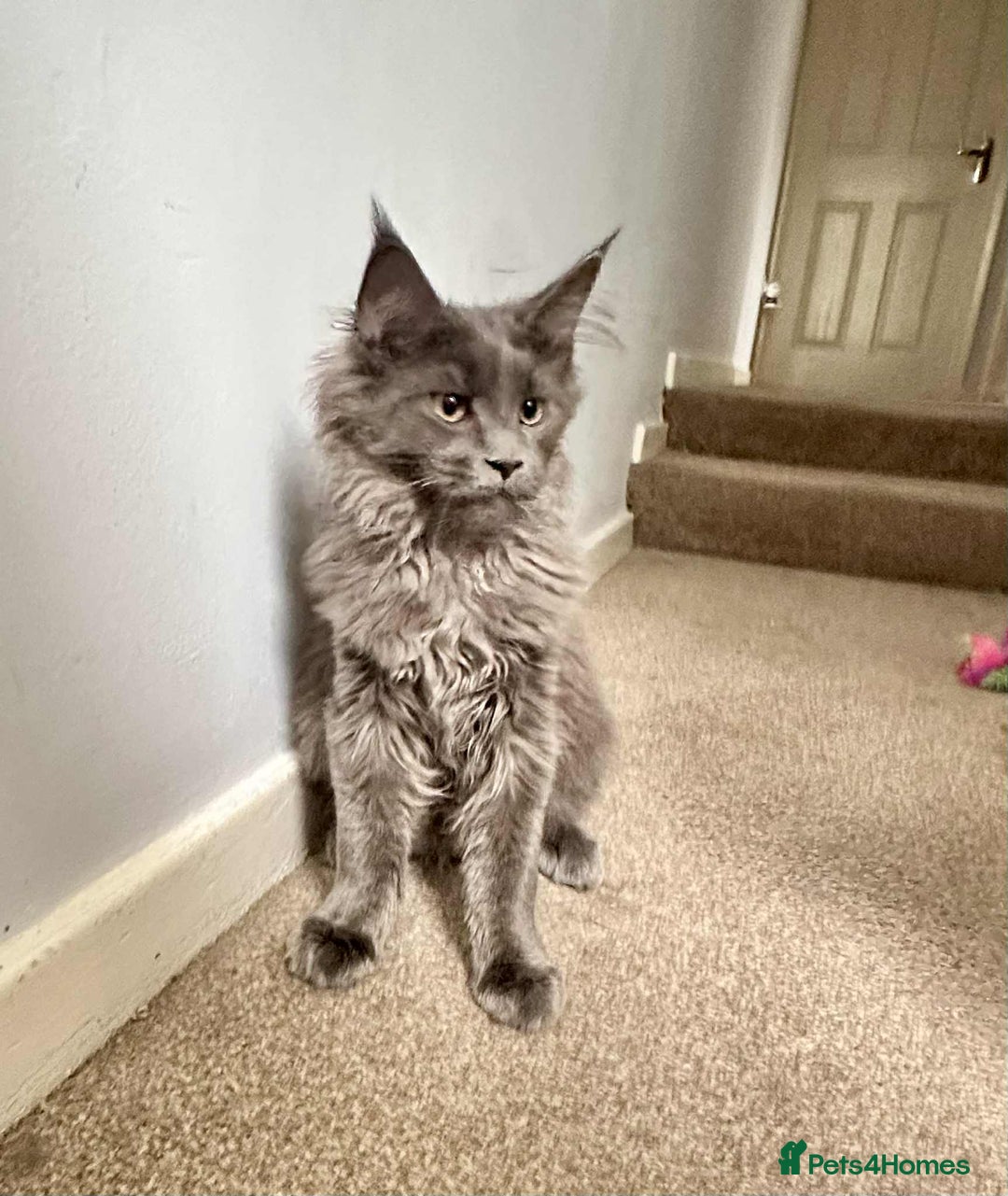Maine Coon cats for sale: Stunning Maine Coon Kittens (Tica Registered)  in Colchester - Image 19