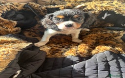 Cavalier King Charles Spaniel dogs for sale: 2 beautiful cavalier King Charles  - Image 5