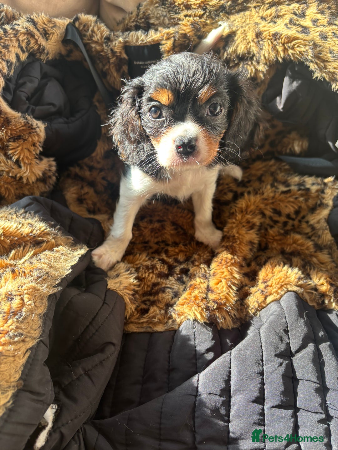 Cavalier King Charles Spaniel dogs for sale: 2 beautiful cavalier King Charles  - Image 5