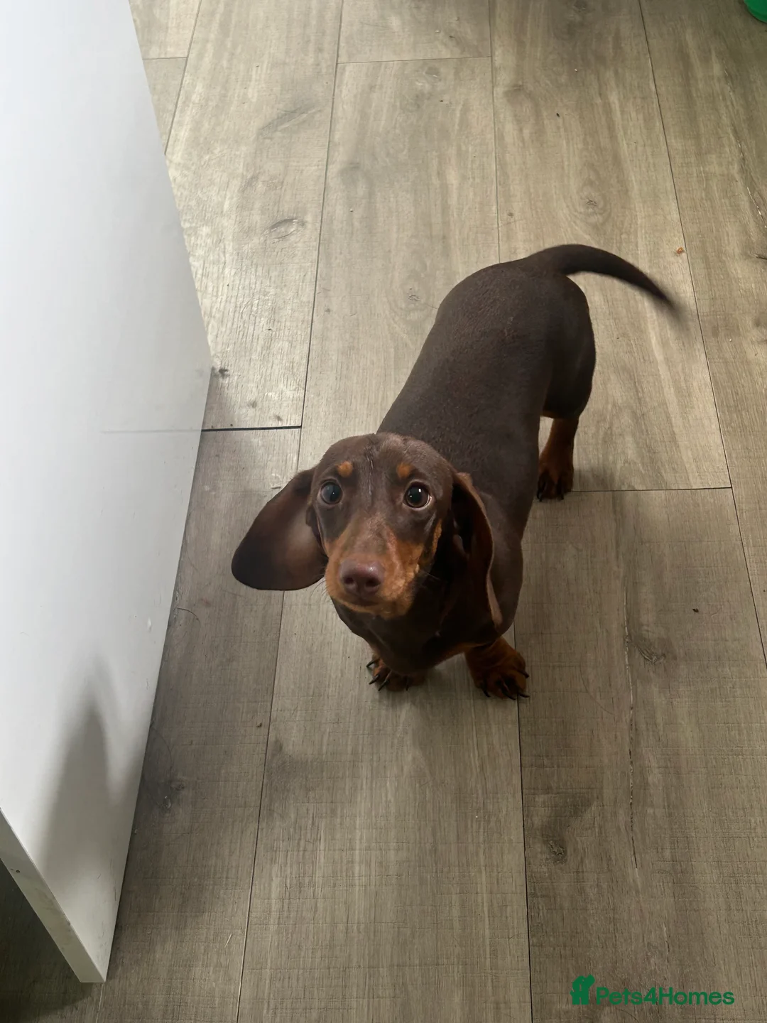 Miniature Dachshund dogs for sale: Miniature Smooth Dachshund   - Advert 2