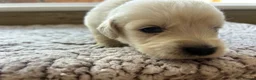 Golden Retriever dogs for sale: Health tested and KC-stunning golden retrievers  - Advert 16