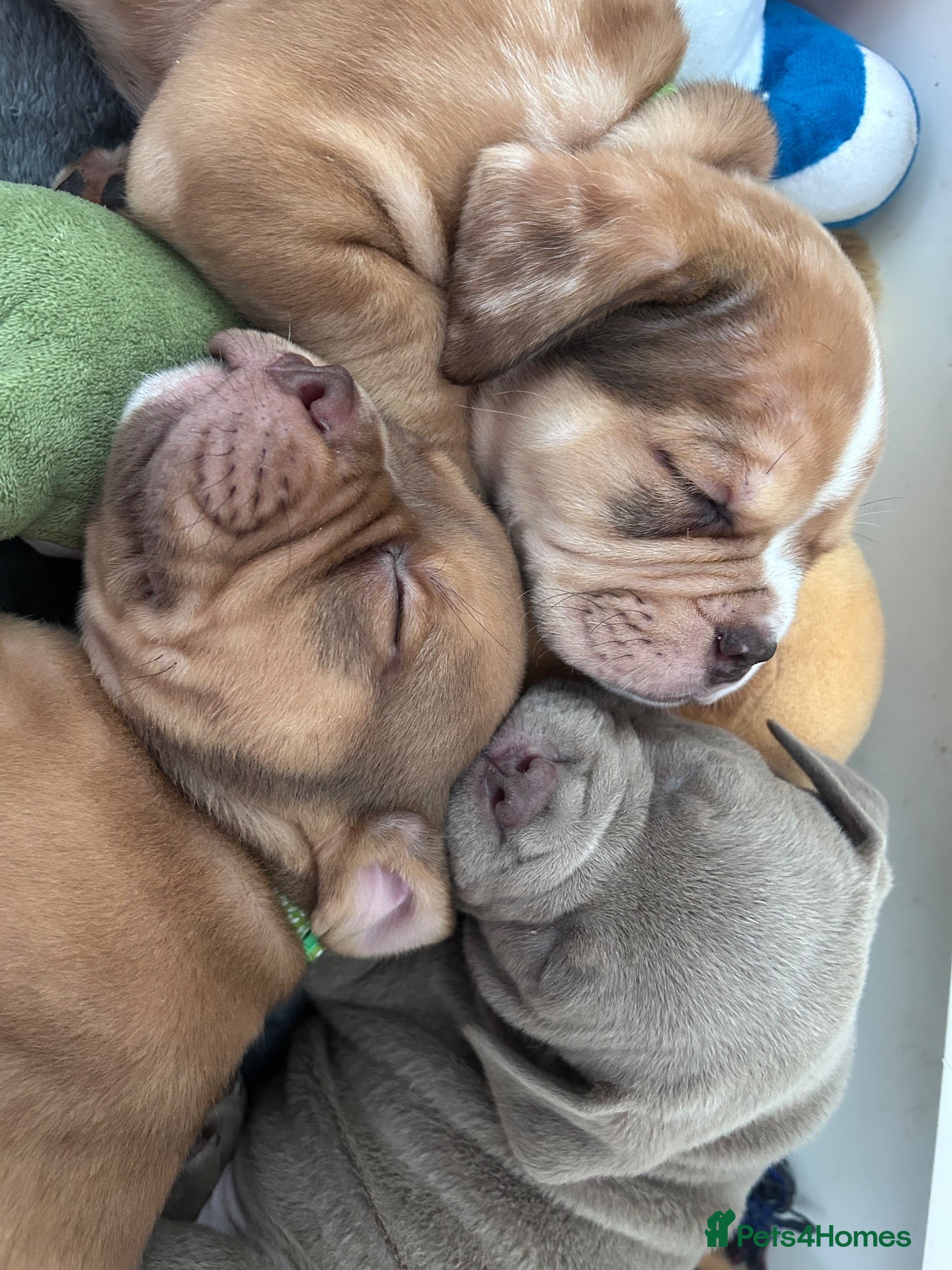 Mixed Breed dogs OLDE STAFF ENGLISH BULLDOGGE - Advert 2