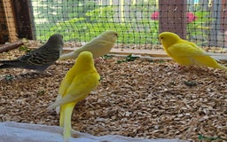Budgerigars birds for sale: Yellow Lutino budgies. - Image 17