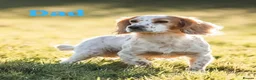 Cocker Spaniel dogs for sale: Lemon roan cocker spaniel in Bromyard - Advert 2