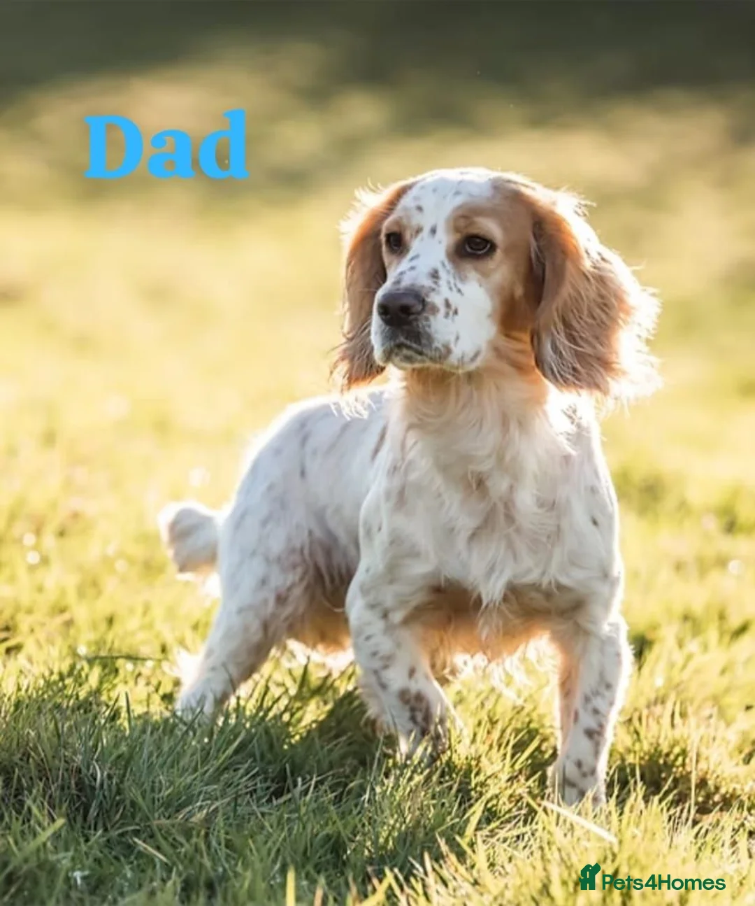 Cocker Spaniel dogs for sale: Lemon roan cocker spaniel in Bromyard - Advert 2