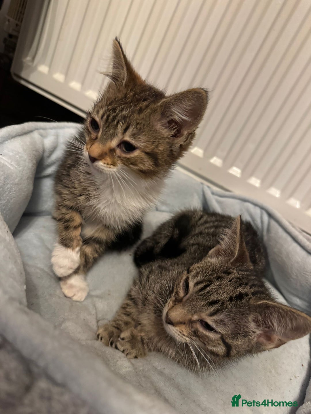 American Shorthair cats for sale: Two Tabby Kittens - Advert 2