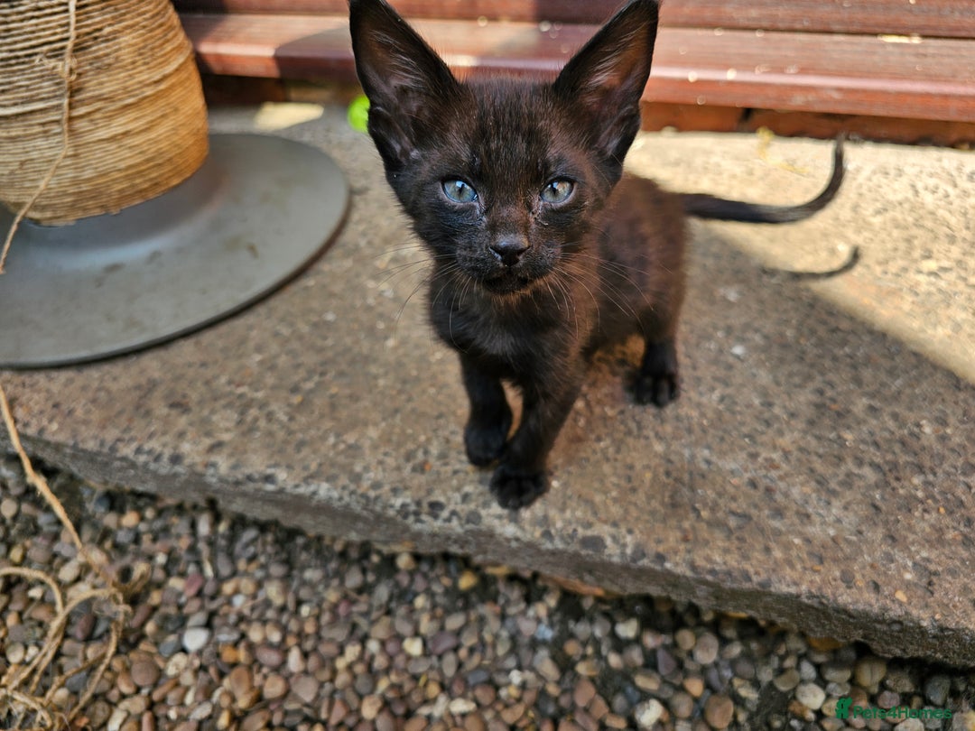 Savannah cats for sale: F4 Savannah Kittens 3x Brown Spotted 2x Melanistic - Image 7
