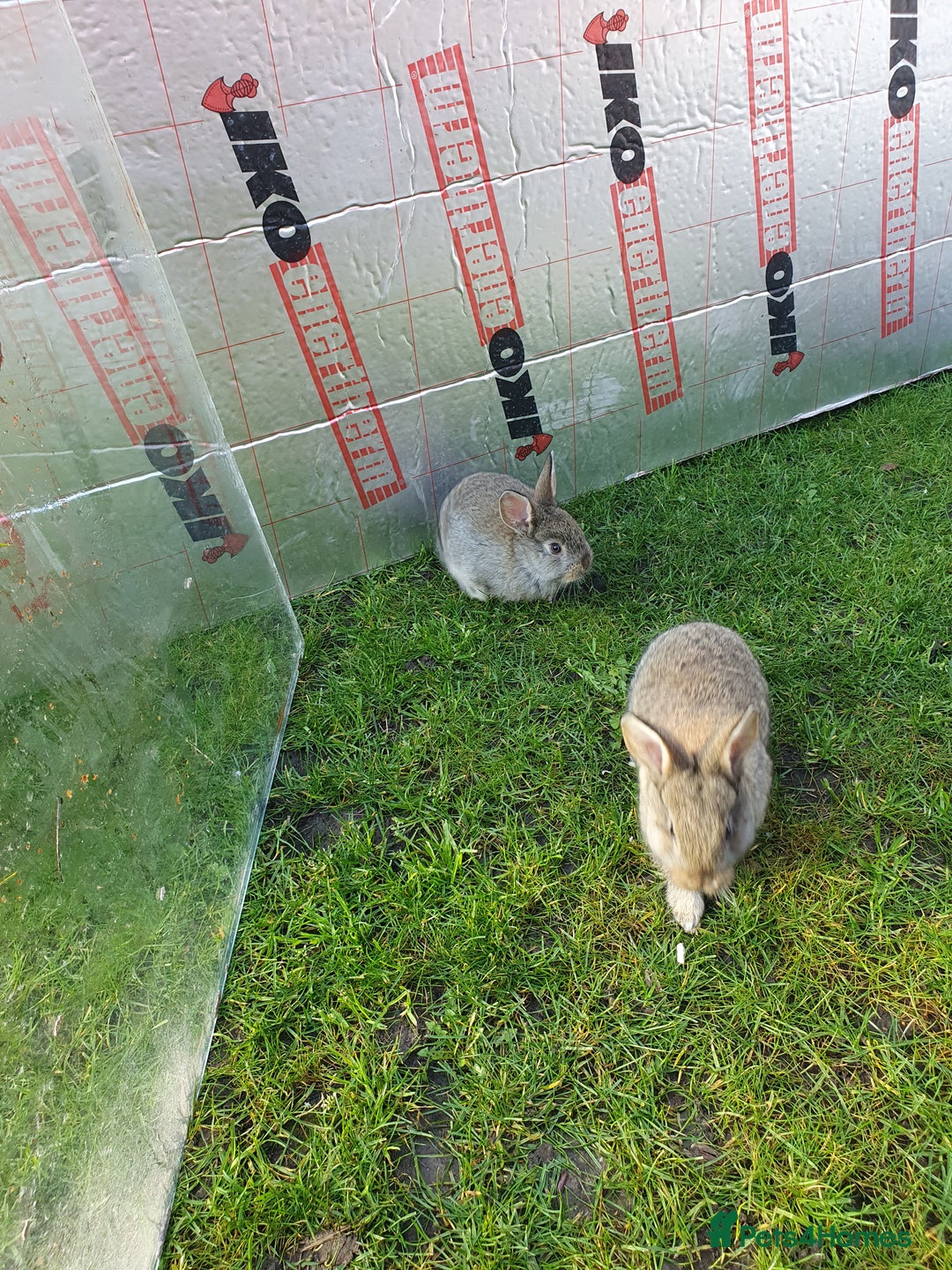 Mixed Breed rabbits for sale: Rabbits for sale  - Advert 4