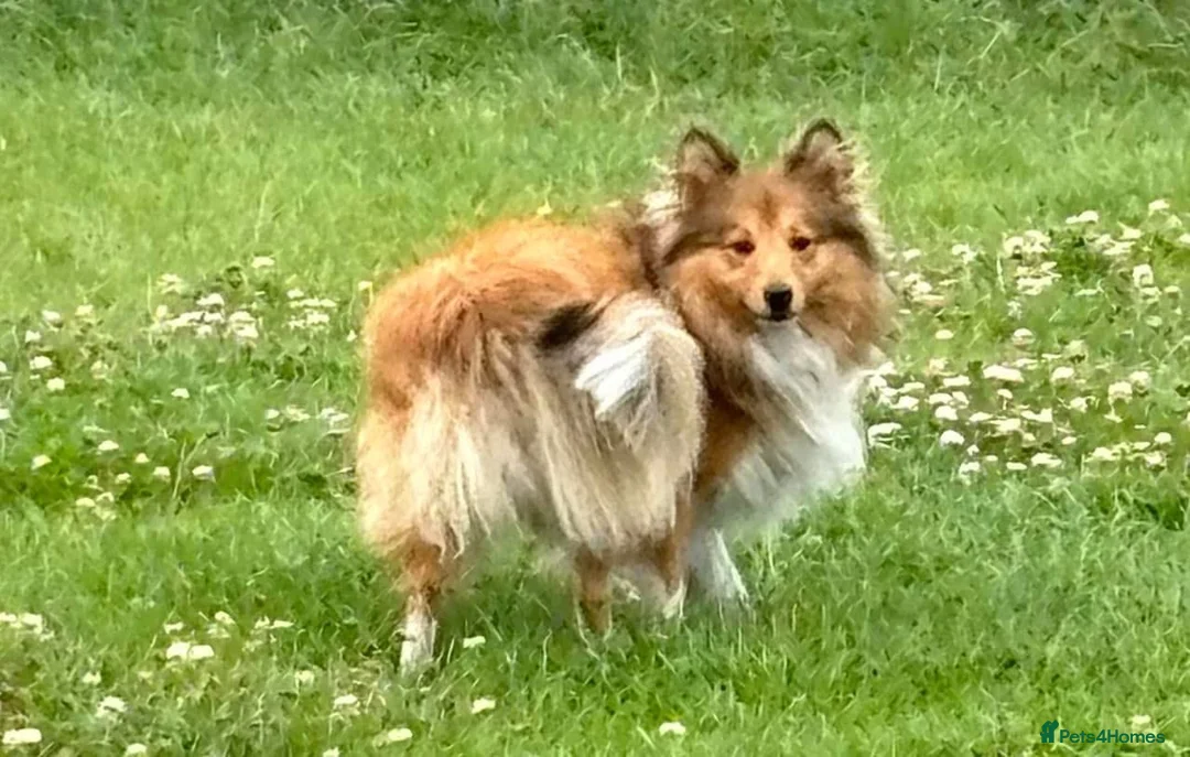 Shetland Sheepdog dogs for stud: Beautiful sable Shetland sheepdog for stud  - Advert 9