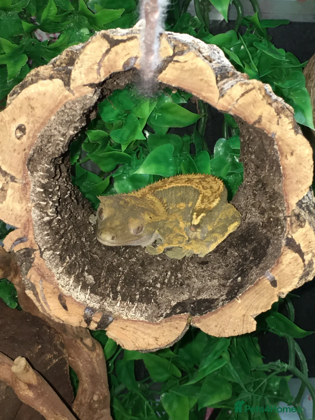 Gecko reptiles for sale: Gecko Crested Chahoua Gargoyle Sarasinorum - Advert 2