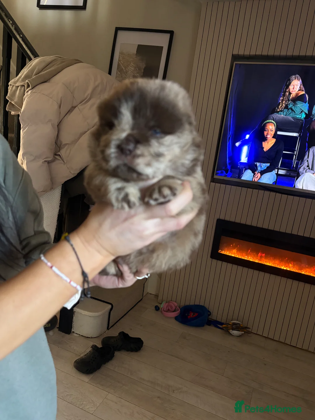 Chow Chow dogs for sale: Chow Puppies - Advert 1