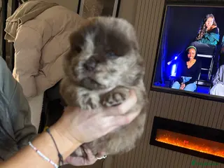 Chow Chow dogs Chow Puppies - Advert 1