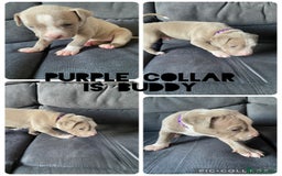 Mixed Breed dogs for sale: 5 beautiful pups left  - Image 4