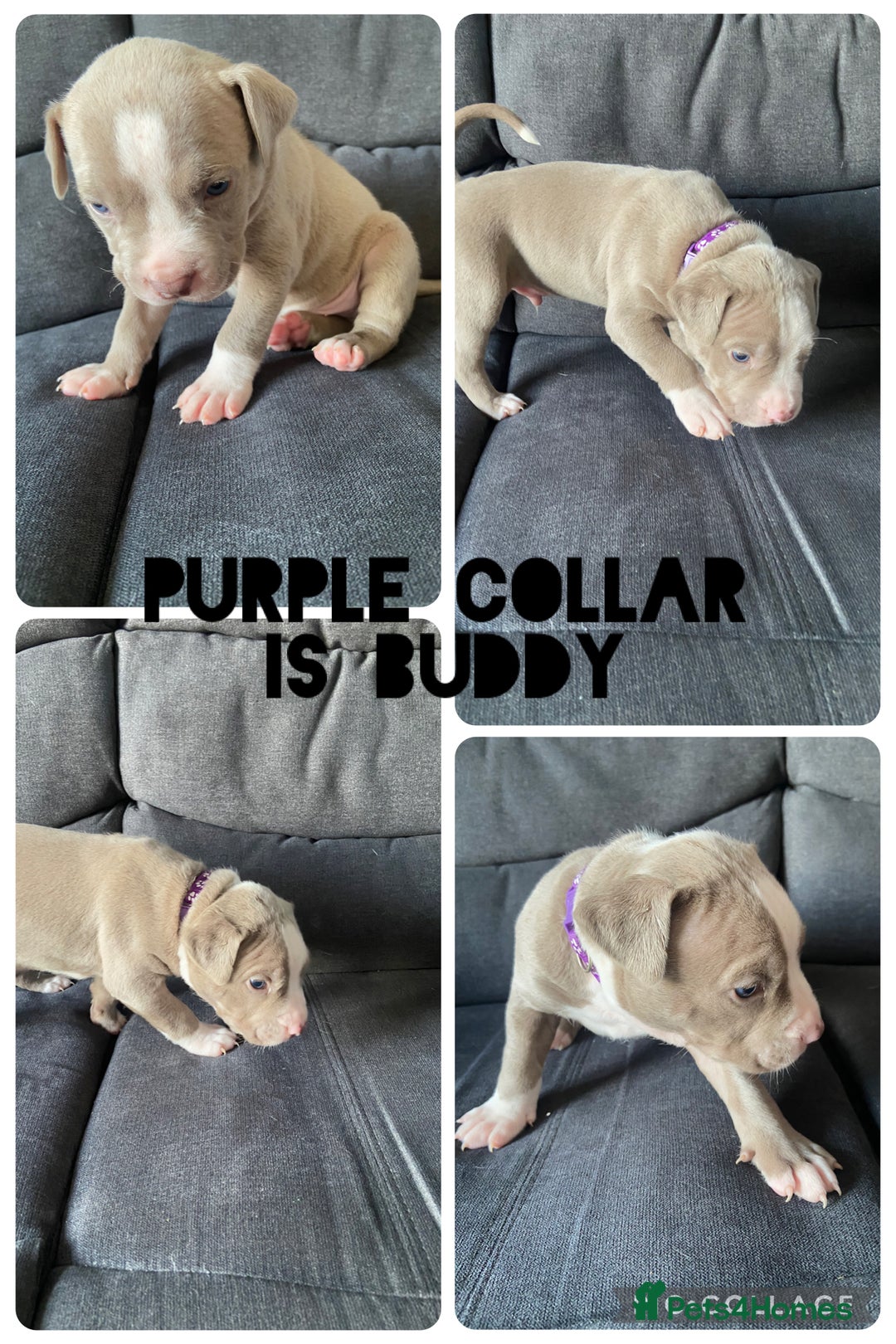 Mixed Breed dogs for sale: 5 beautiful pups left  - Image 4
