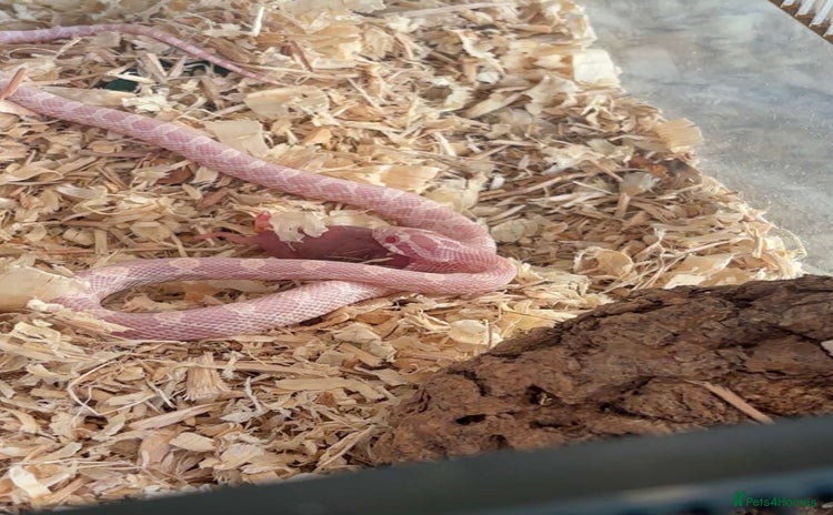 Corn Snake reptiles - Advert 11