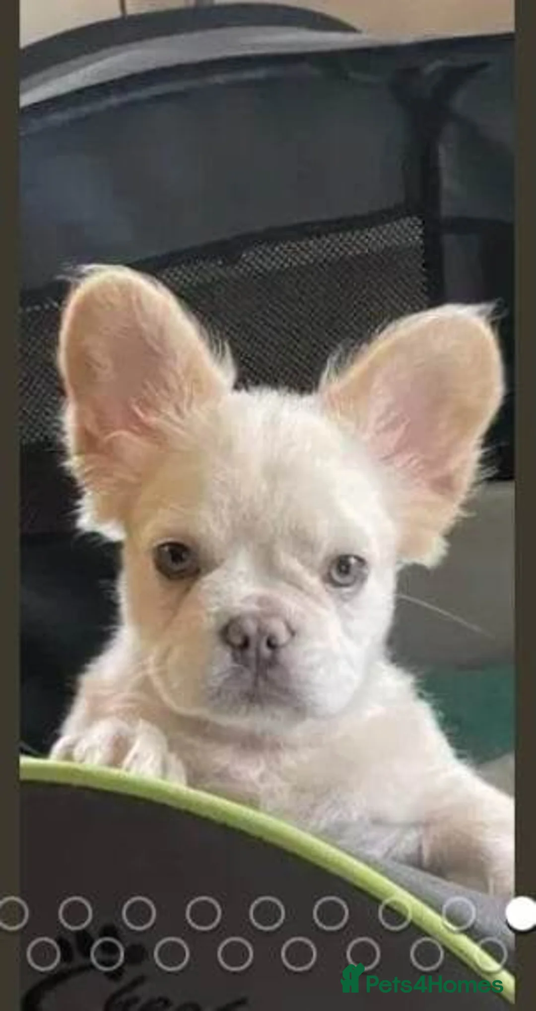 French Bulldog dogs for stud: kc French Bulldog Stud - Advert 13