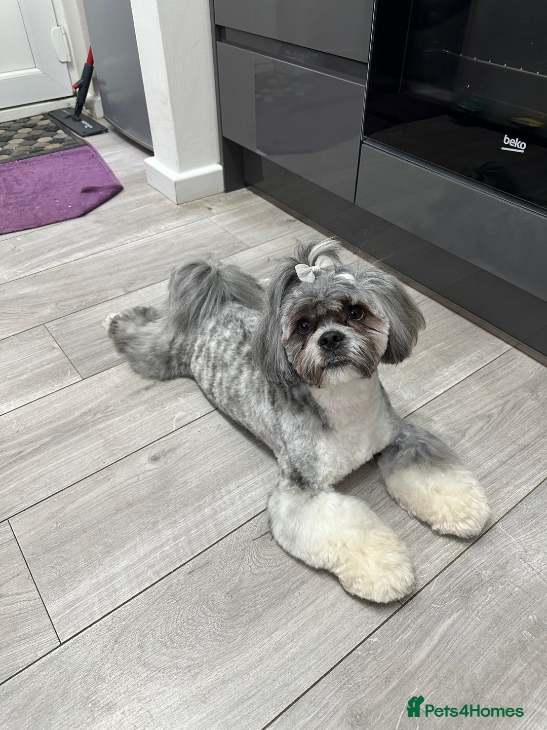 Lhasa Apso dogs for stud: Pedigree Stud in Harlow - Advert 2