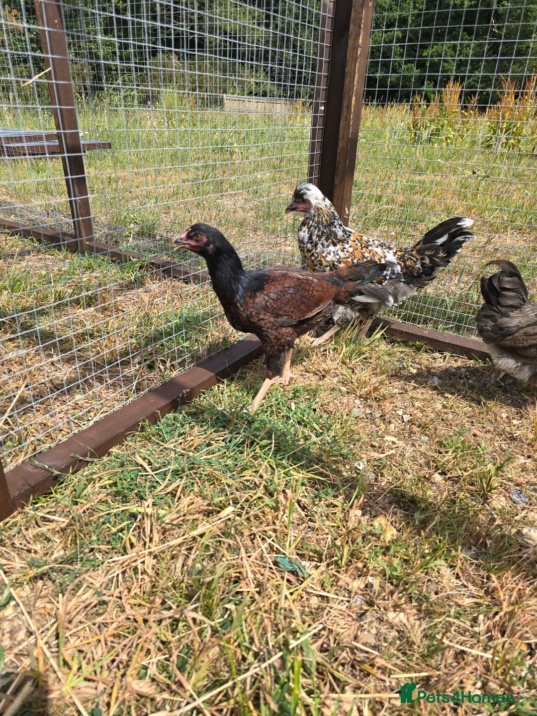 Chickens poultry for sale: Rare Breed Pullets 16 weeks old - Image 3