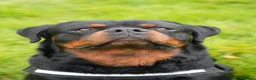 Rottweiler dogs for stud: PICASSO VOM WIESENTAL — Premium Rottweiler - Advert 9