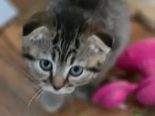 Scottish Fold cats 🥰SALE !!!🤩 LAST GIRL - Advert 3