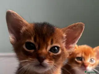 Abyssinian cats Abyssinian kittens - Advert 10
