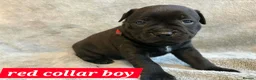 Staffordshire Bull Terrier dogs for sale: Tiny paws,  Big personalities 🐾❤️ - Advert 25