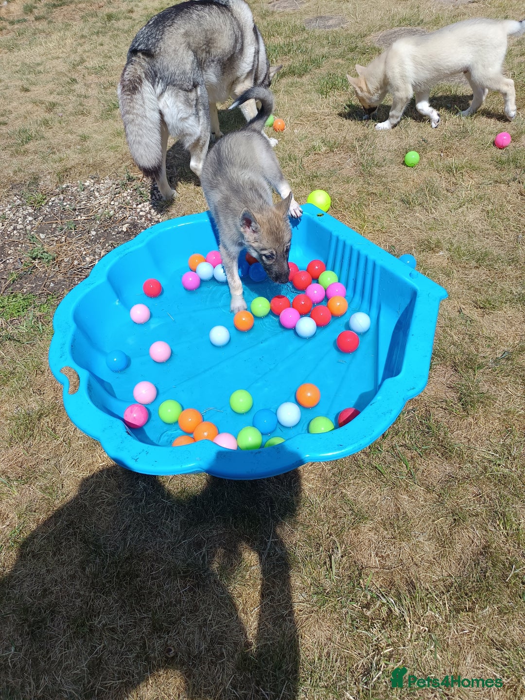 Huskita dogs for sale: Husky x puppy  - Image 9