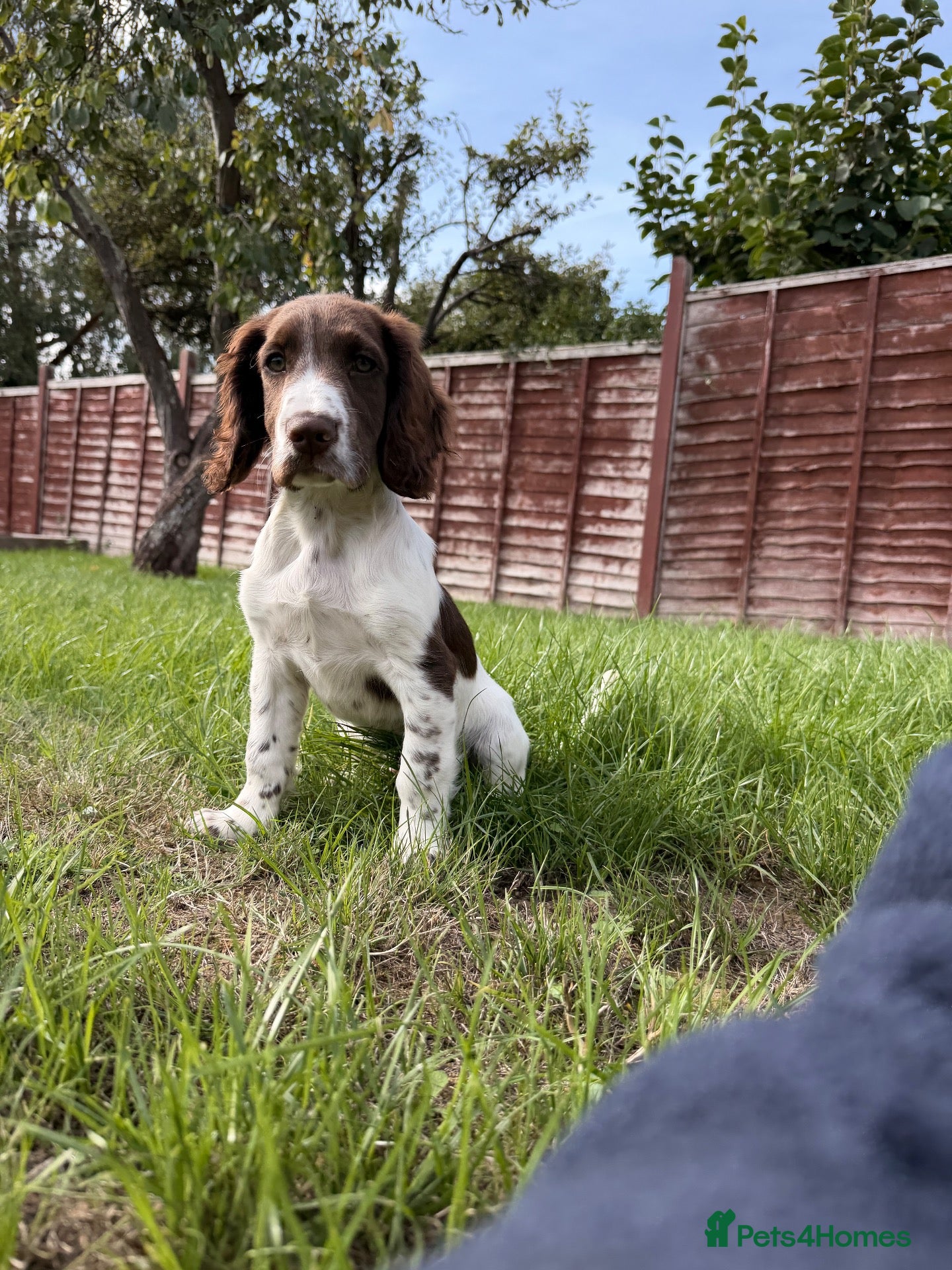 Cocker Spaniel dogs Oskar  - Advert 4