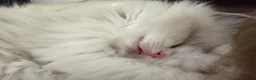 Ragdoll cats for sale: 4 beautiful, gentle, fluffy and active kittens  in Glasgow - Advert 6