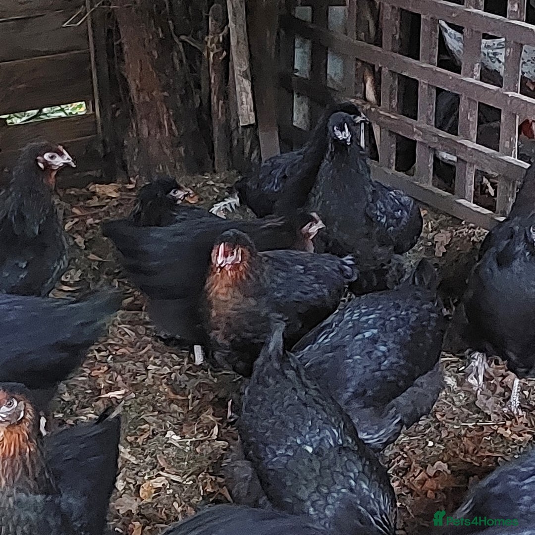 Hens poultry for sale: POL Hybrid French Black Copper Maran Hens  - Advert 4