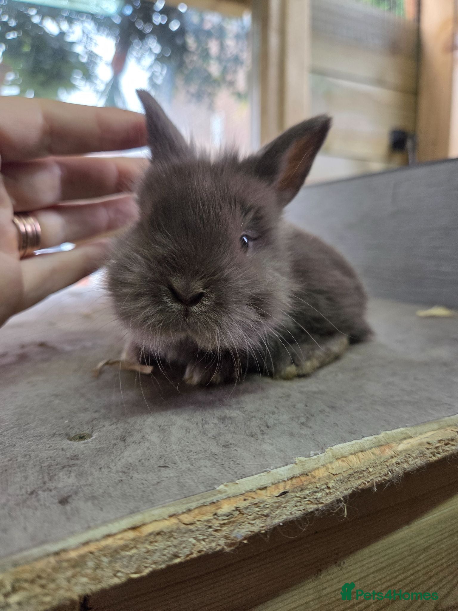Lionhead rabbits Lion head Babies ready 1st aug - Advert 2