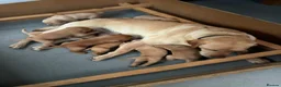 Labrador Retriever dogs for sale: Golden and red fox Labrador pups  - Advert 7