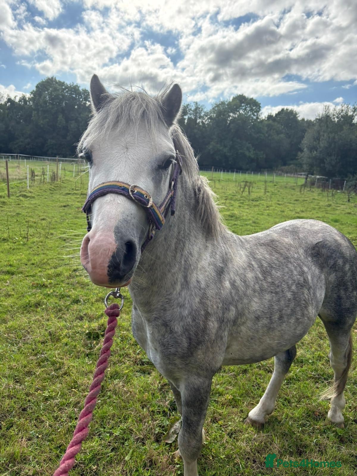 Welsh Section A horses Registered Welsh A stallion  - Advert 1