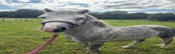 Welsh Section A horses for sale: Registered Welsh A stallion  - Advert 1